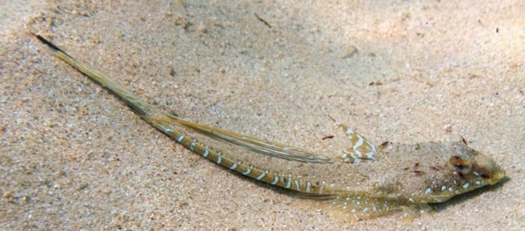 Callionymus pusillus_07721